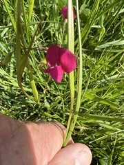 Lathyrus nissolia