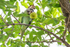 Psittacula alexandri fasciata