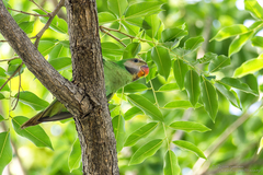 Psittacula alexandri fasciata