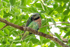 Psittacula alexandri fasciata