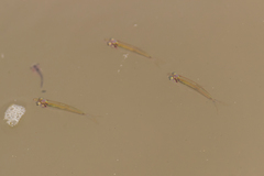 Rasbora myersi