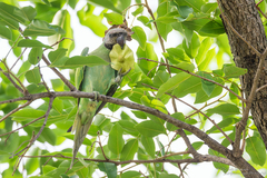 Psittacula alexandri fasciata