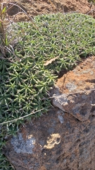 Euphorbia pulvinata