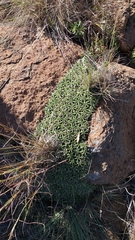 Euphorbia pulvinata
