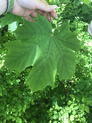 Acer platanoides