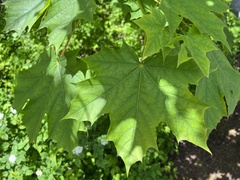 Acer platanoides