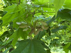 Acer platanoides