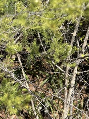 Asparagus buchananii