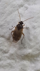 Plesiodema pinetella