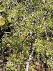 Asparagus buchananii