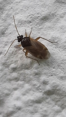 Plesiodema pinetella