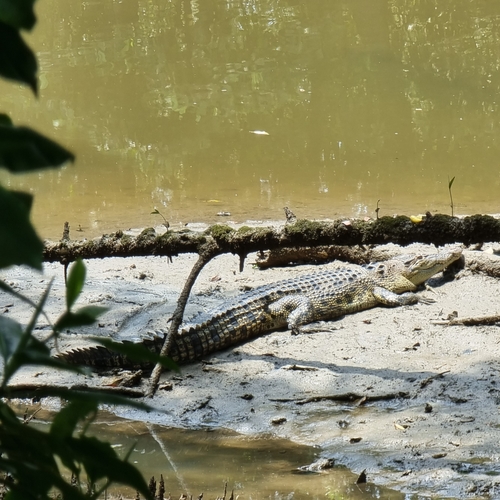 Saltwater crocodile