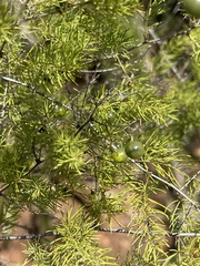 Asparagus buchananii