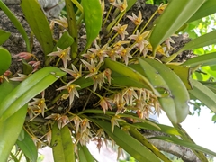 Bulbophyllum affine