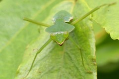 Rhombodera valida
