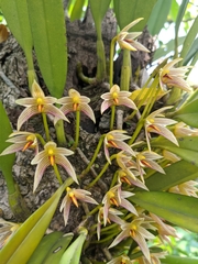 Bulbophyllum affine