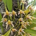 Bulbophyllum affine - Photo (c) Basu Dev Neupane,  זכויות יוצרים חלקיות (CC BY-NC), הועלה על ידי Basu Dev Neupane