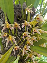 Bulbophyllum affine