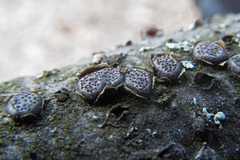 Diatrype disciformis