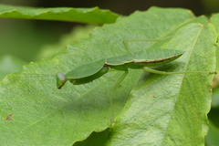 Rhombodera valida