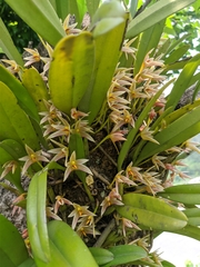 Bulbophyllum affine