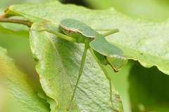 Rhombodera valida