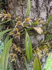 Bulbophyllum affine