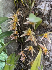 Bulbophyllum affine