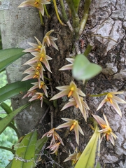Bulbophyllum affine