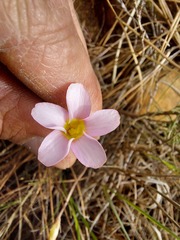 Oxalis falcatula