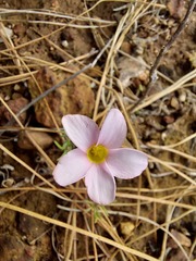 Oxalis falcatula