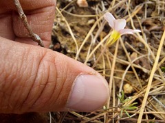 Oxalis falcatula