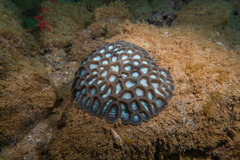 Oulophyllia