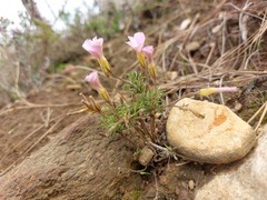 Oxalis falcatula