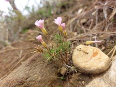 Oxalis falcatula