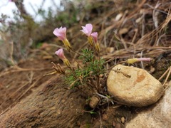 Oxalis falcatula