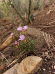 Oxalis falcatula
