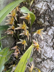 Bulbophyllum affine