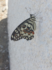 Papilio demoleus