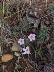 Oxalis falcatula