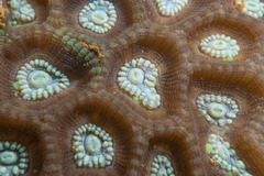 Oulophyllia