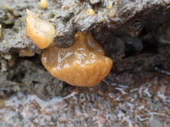 Distaplia occidentalis