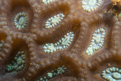 Oulophyllia