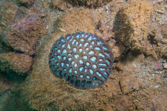 Oulophyllia