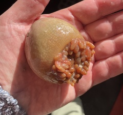 Cribrinopsis similis