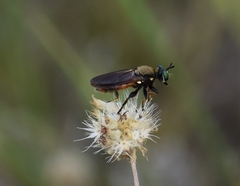 Lampria rubriventris