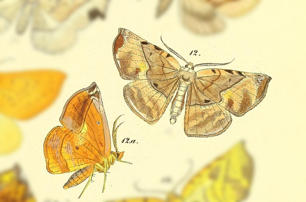 Simopteryx gygearia