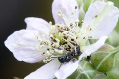 Hylaeus communis