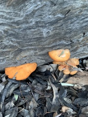 Piptoporus australiensis