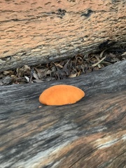 Piptoporus australiensis
